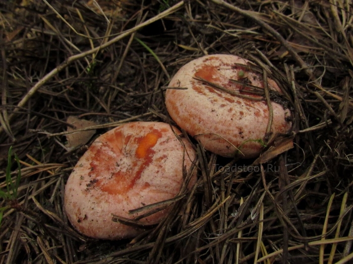 Грибы рыжики и волнушки