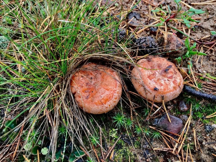 Рыжик боровой