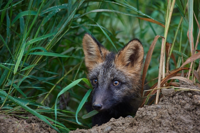 Лиса чернобурая