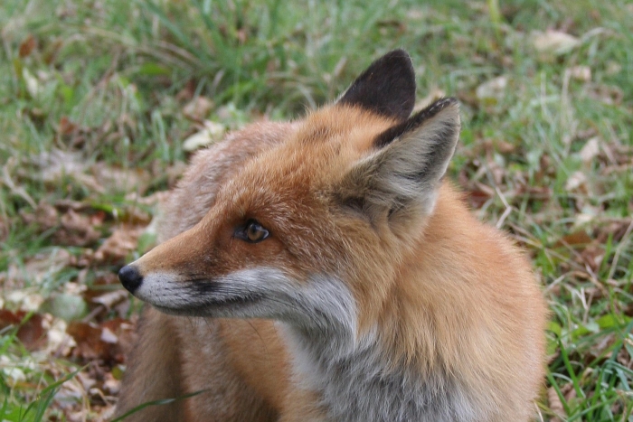 Лиса в профиль