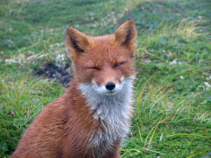 Огнёвка вятская лиса