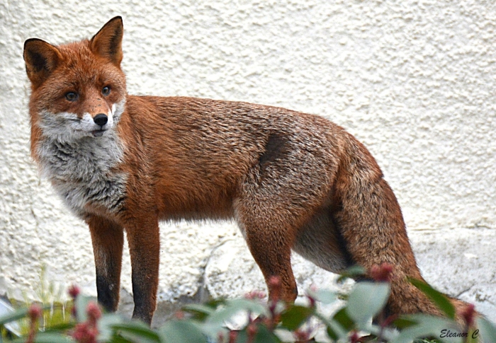 Коричневая лиса