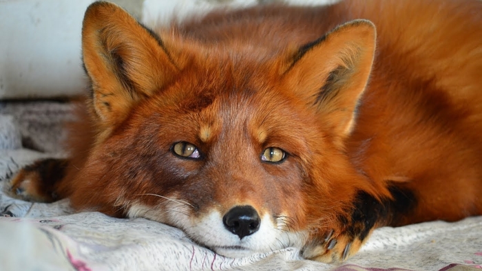 Лисенок альф