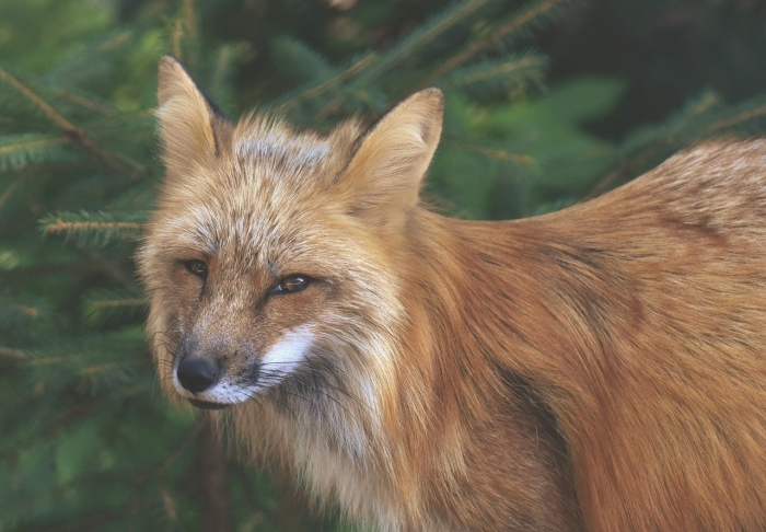 Wilder fuchs лиса