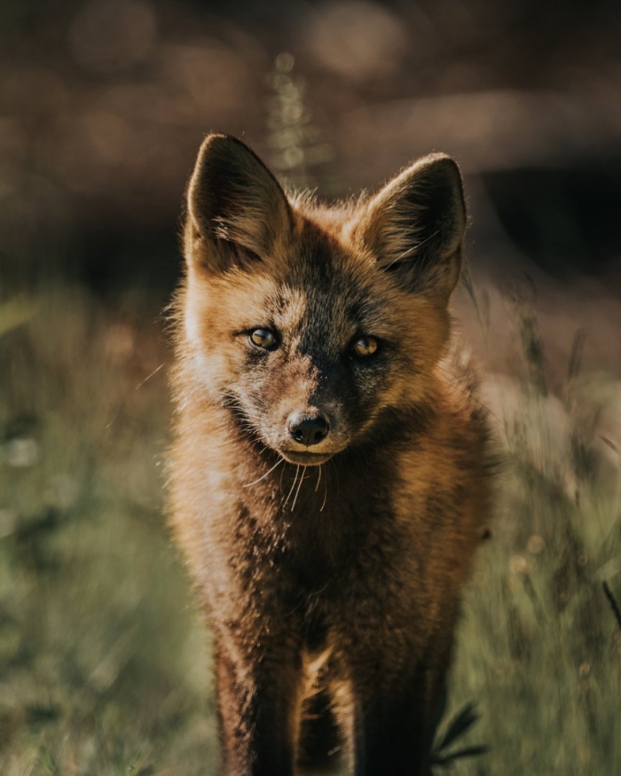 Чернобурая лиса огненная