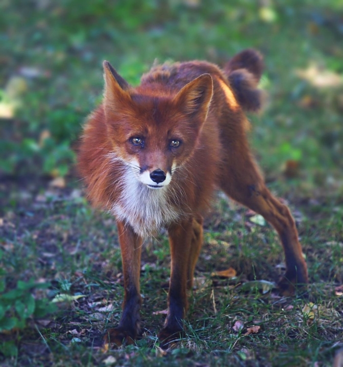 Африканская лисичка