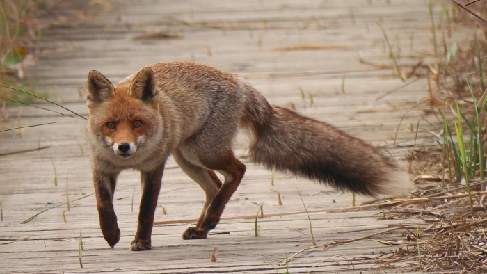 Лисица обыкновенная ставропольский край