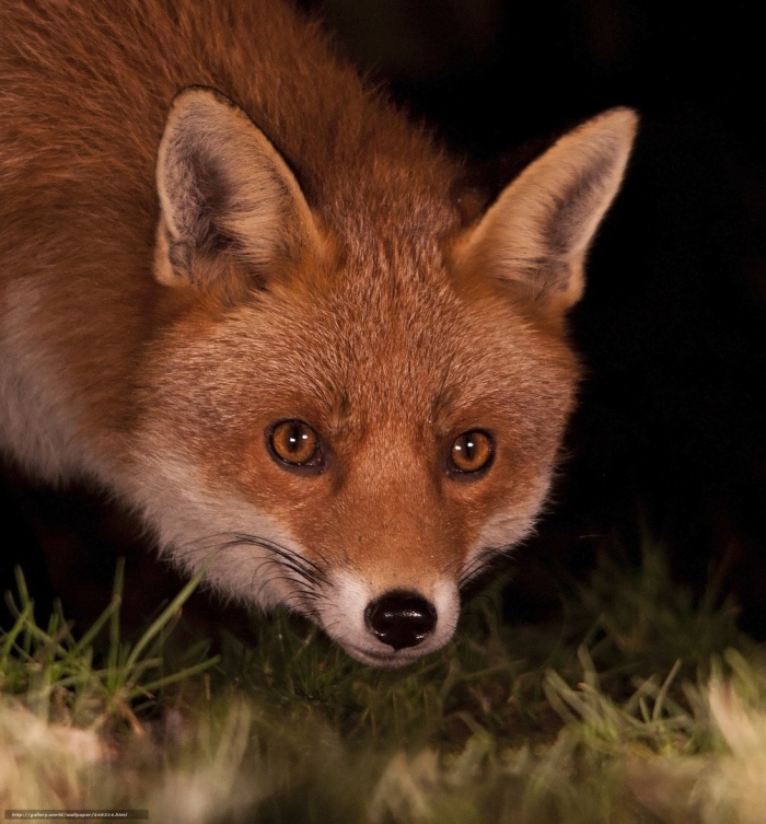 Лисица крестовка бургунди