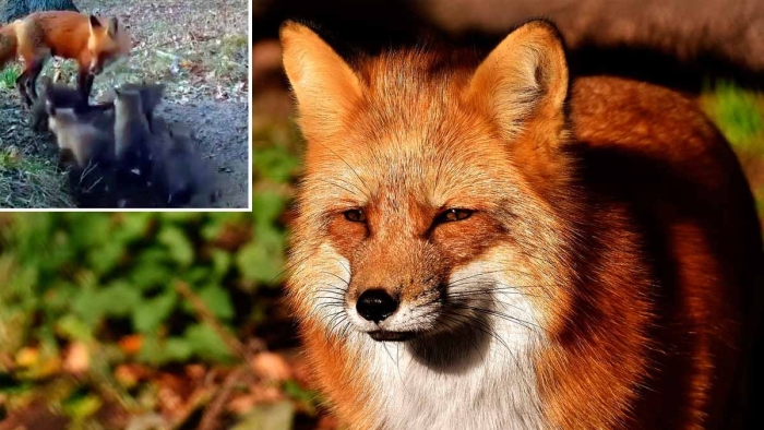 Лиса животное