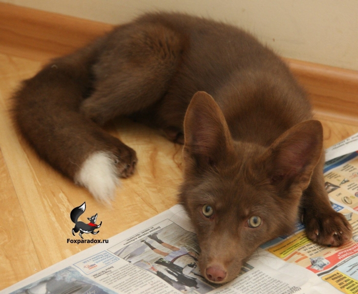 Лисица крестовка бургунди