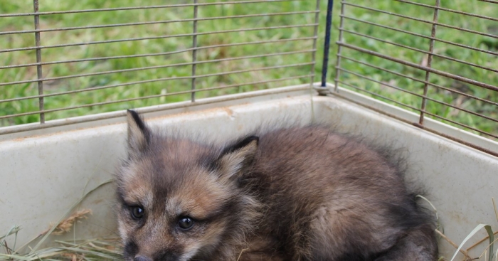 Домашние лисы