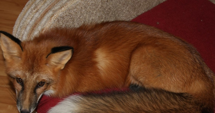 Лиса домашняя