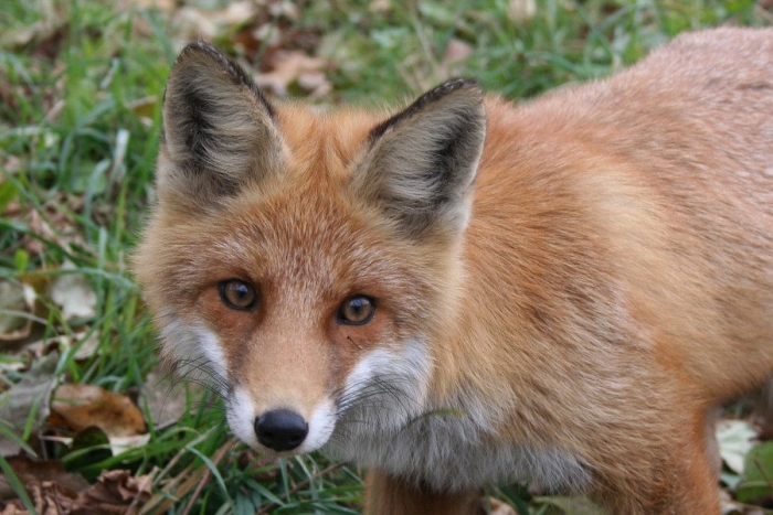 Лиса животное