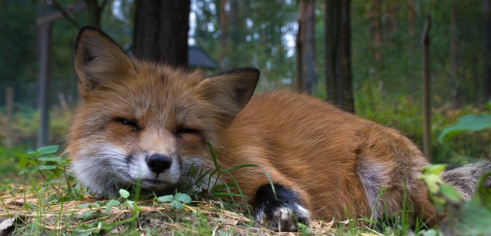 Лисичка животное