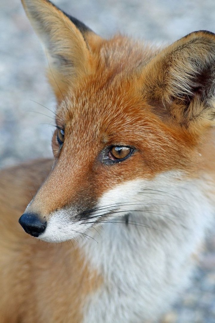 Коричневые лисы