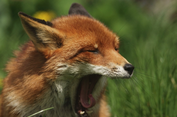 Бешеная лиса