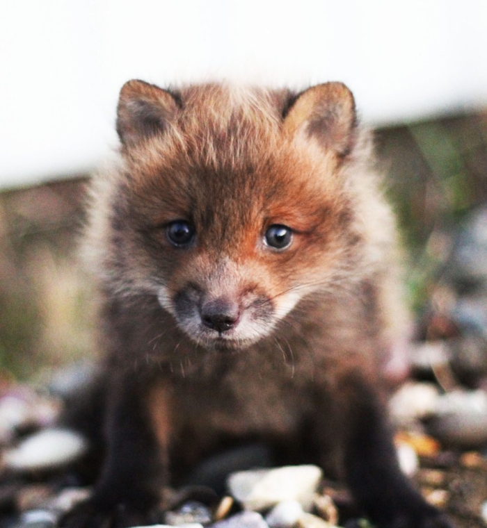 Домашний лисенок