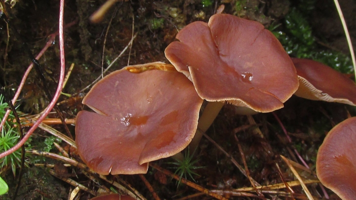 Гриб млечник горькушка