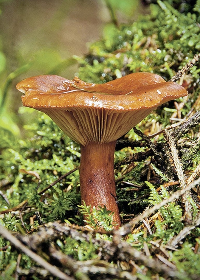 Лисичка обыкновенная гриб