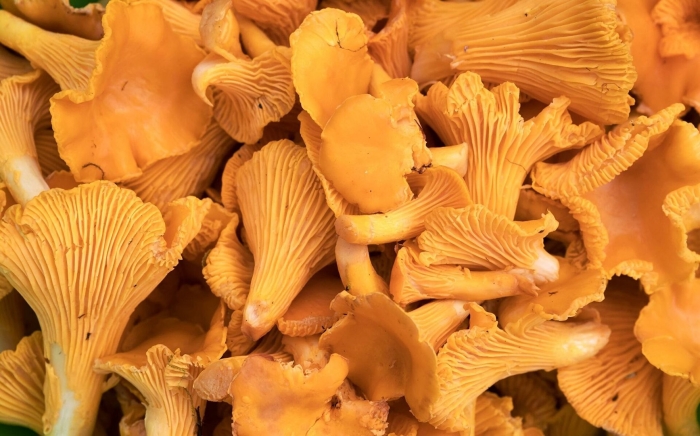 Гриб лисичка