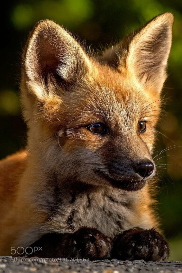 Чернобурая лисица