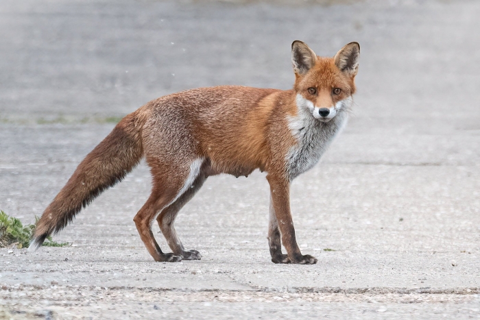 Лиса обыкновенная