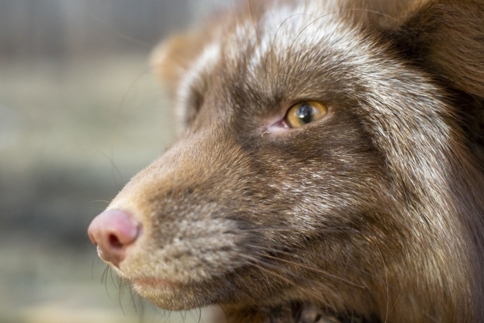 Лиса бургунди