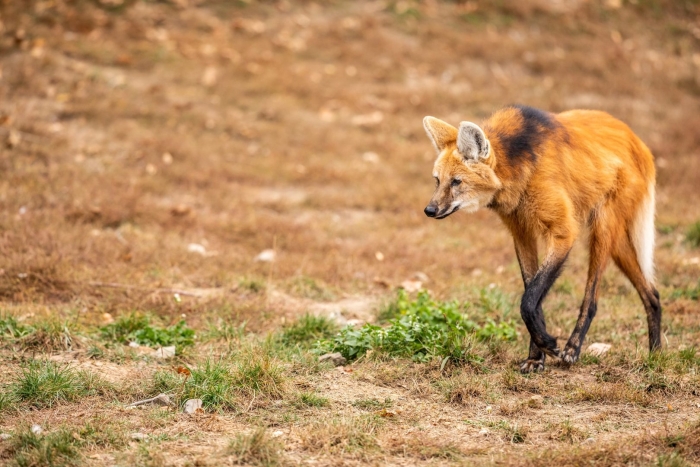 Maned wolf