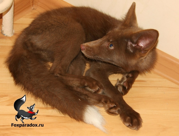 Лисица крестовка бургунди