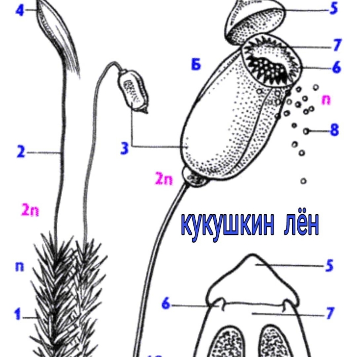 Кукушкин лен строение коробочки