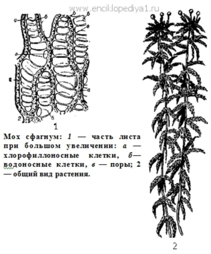 Мох сфагнум строение