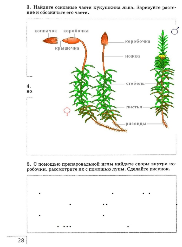 Мох кукушкин лён строение