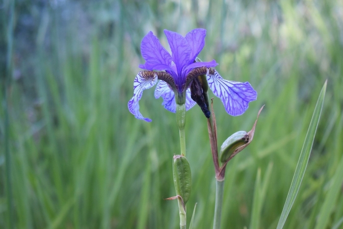 Ирис сибирский