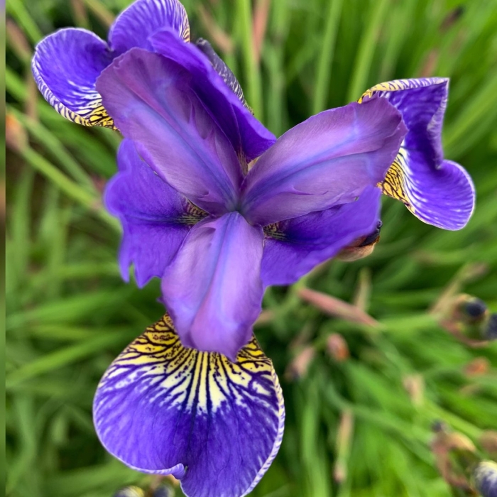 Ирис сибирский синий