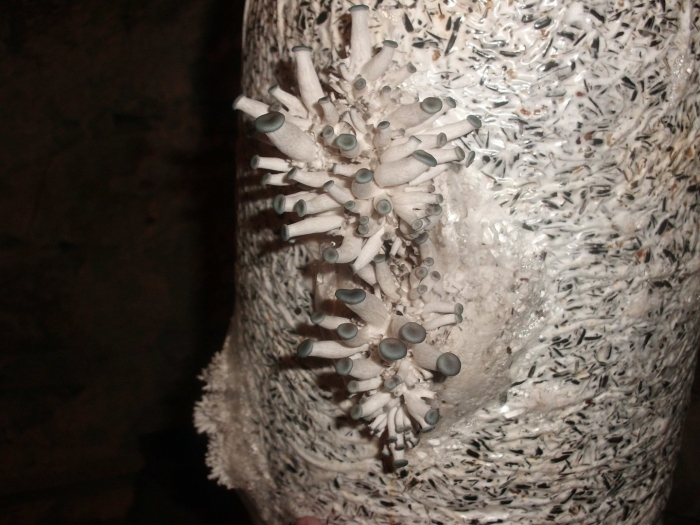 Грибные блоки (субстрат) вешенка