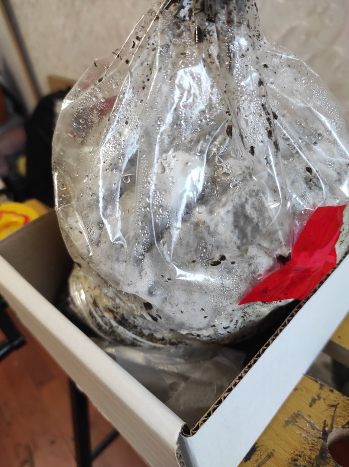 Мицелий вешенки