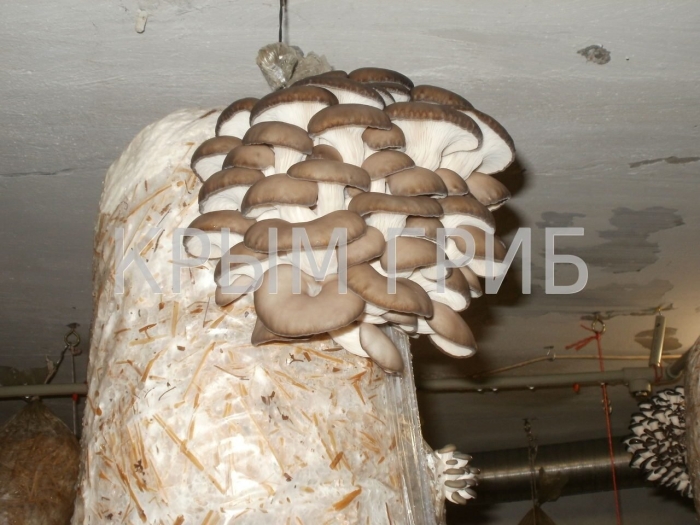 Мицелий вешенка обыкновенная