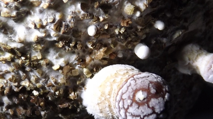 Усоногие рачки балянусы