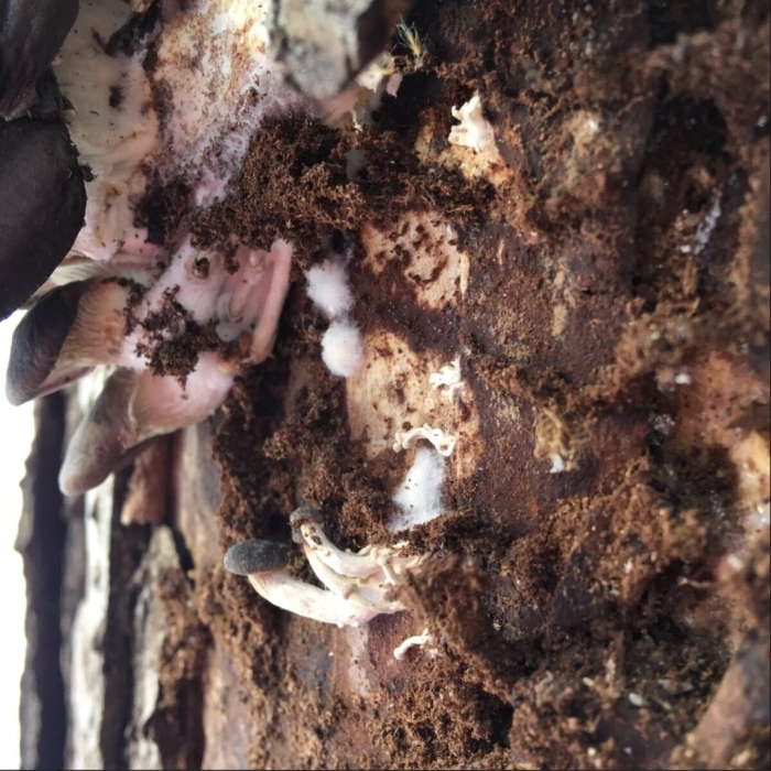 Примордии вешенки