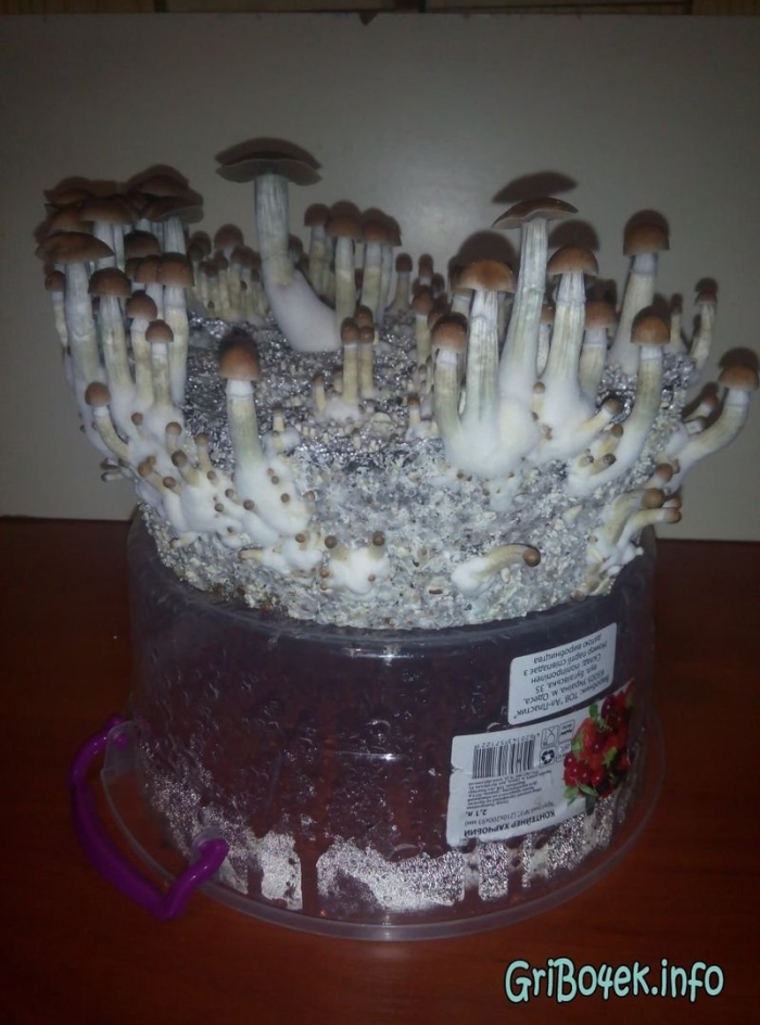 Кубенсис pink buffalo