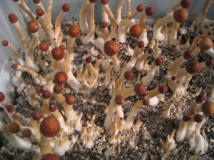 Мицелий псилоцибиновый гриб