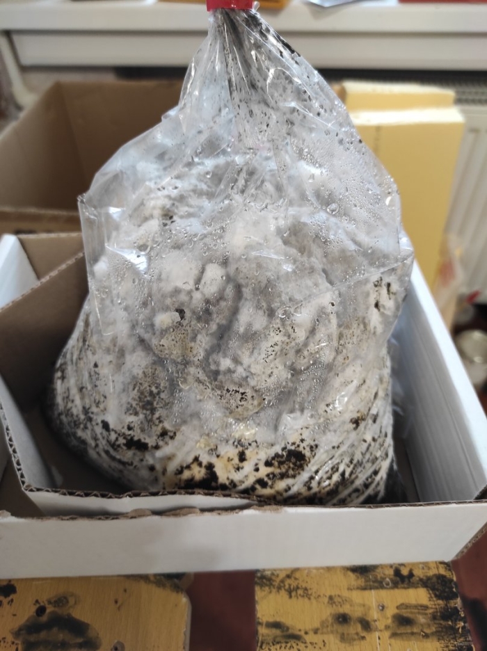 Обрастание мицелием шампиньонов