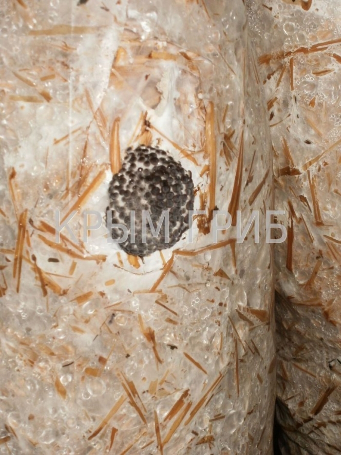 Зерновой мицелий вешенки