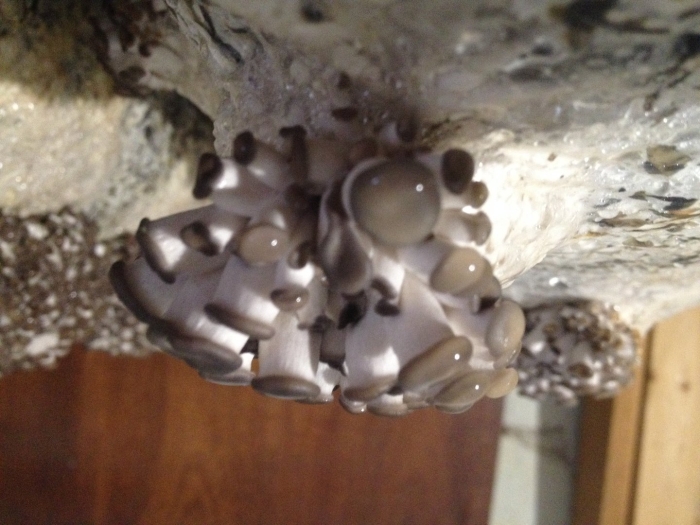 Вешенка гриб