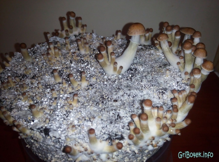 Psilocybe cubensis pink buffalo