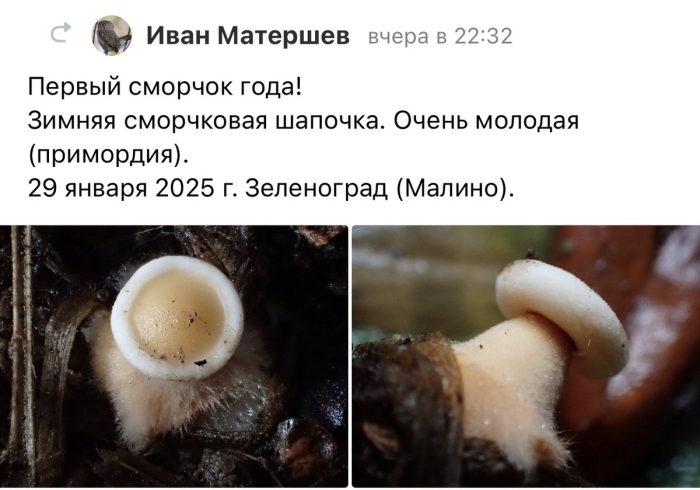 Сморчковая шапочка