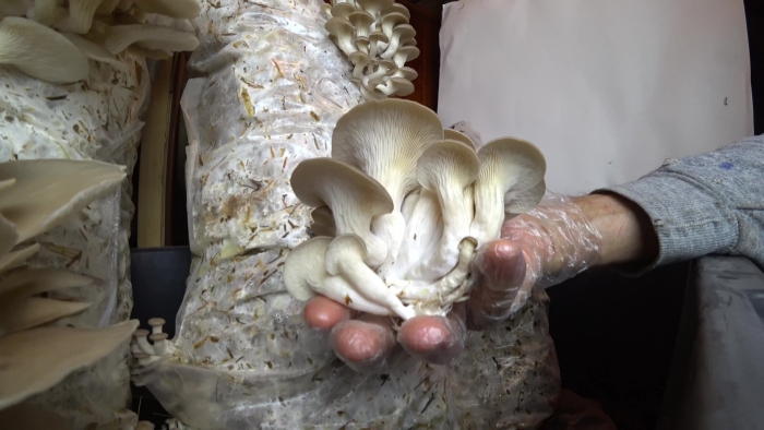 Еринги королевская вешенка