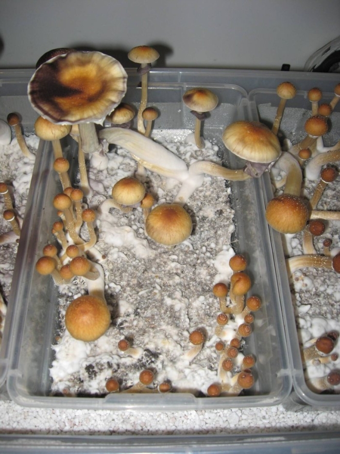 Псилоцибе кубенсис