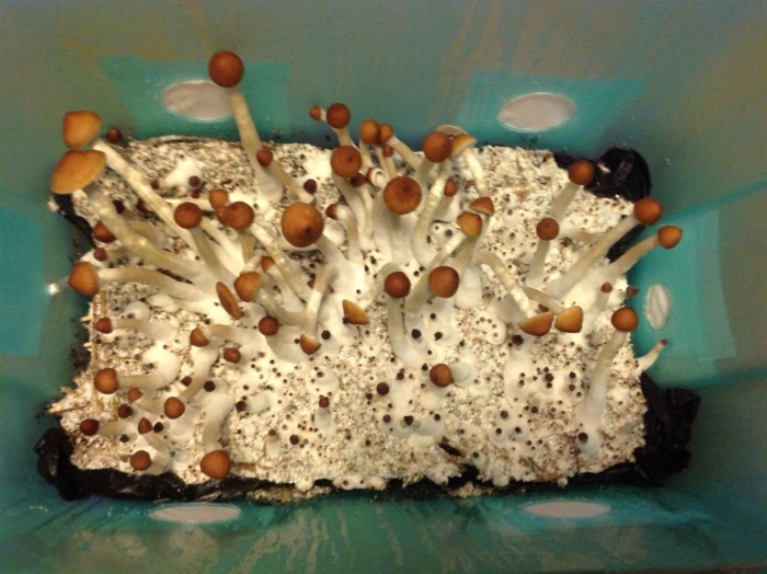 Псилоцибе кубенсис