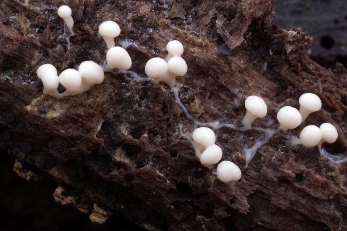 Грибные примордии